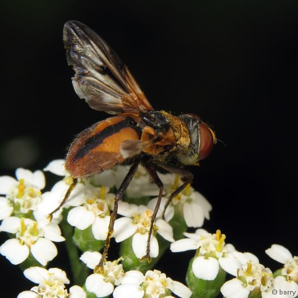 Ectophasia crassipennis (Fabricius, 1794)